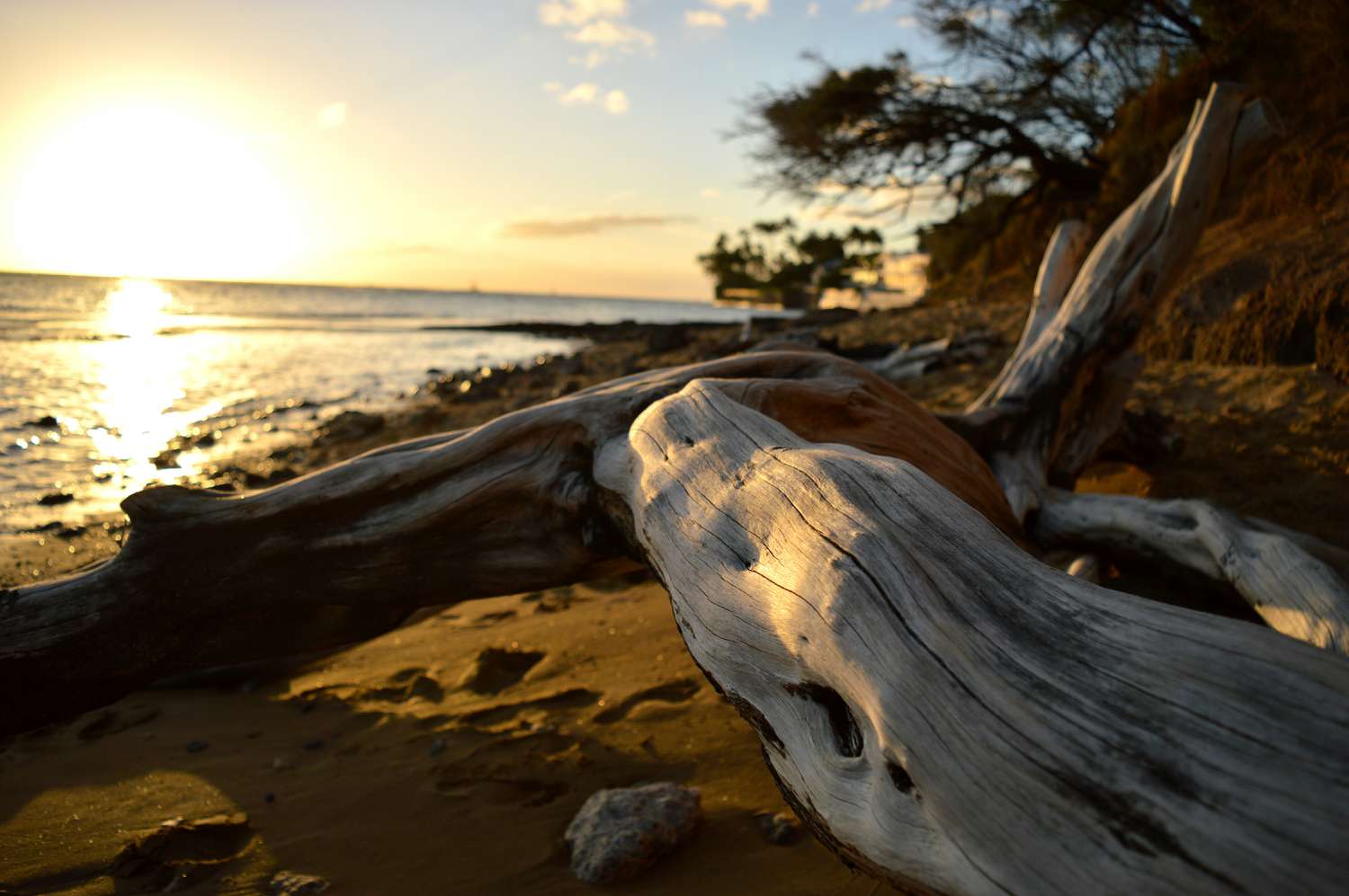 The Stunning Magnificence and Advantages of Driftwood